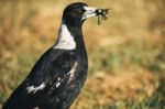 Australian Magpie Outdoors Stock Photo