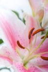 Pink Lily Flower Bouquet Stock Photo