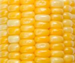 Corn Stock Photo