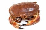 Cancer Pagurus Sea Crab On White Background Stock Photo