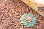 Cactus In Desert  For Background Or Wallpaper Stock Photo