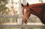 Horse In The Paddock Stock Photo