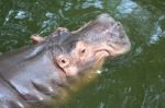 Hippopotamus Floating Stock Photo