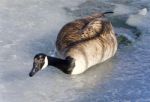 Picture With A Canada Goose Walking On Ice Stock Photo