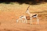 Thomson's Gazelle Stock Photo