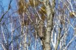 Great Gray Owl Stock Photo