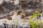 Juvenile Nazca Booby In Galapagos Stock Photo