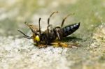 Ants And Wasp In Green Nature Stock Photo