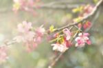 Beautiful Cherry Flowers, Chiang Mai Province, Thailand Stock Photo