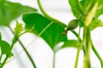 Close Up Baby Melon With Melon Flower, Popular Stock Photo