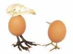 Two Standing Chicken Eggs As Birds Stock Photo