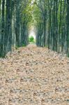 View Of Fallen Dried Leaves Stock Photo