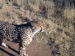 Cheetah In Namibia Stock Photo