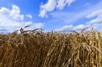 Wheat Field Stock Photo