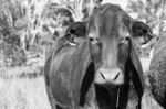 Country Cow  Stock Photo