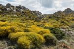 Mediterranean Maquis Flowering In Sardinia Stock Photo