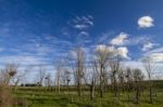 Nests Of White Storks Stock Photo