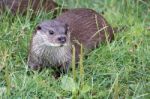 Eurasian Otter (lutra Lutra) Stock Photo