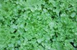 Top View Of Fresh Green Lettuce Stock Photo