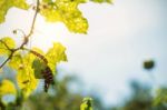 Caterpillars On The Leaves With A Daylight Stock Photo