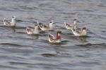 Red-necked Phalarope Stock Photo