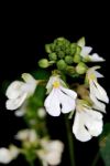 Calanthe Alismifolia Stock Photo