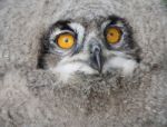 Baby Eagle Owl Stock Photo