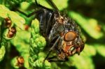 Gray Fly Stock Photo