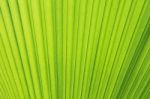 Palm Leaf Texture Or Background Stock Photo