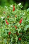 Fresh Chili Stock Photo