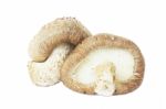 Shiitake Mushroom Stock Photo