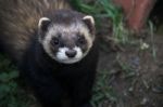 Close-up Shot Of An European Polecat (mustela Putorius) Stock Photo