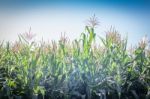 Green Field Of Corn Growing Up Stock Photo