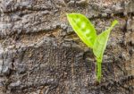 Green Leaves Background Stock Photo