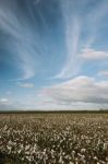 Cotton Field In The Countryside Stock Photo