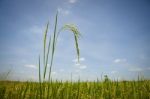 Rice Field  Stock Photo