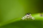 Spider On Green Leaf Stock Photo