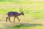 Walking Nyala Stock Photo