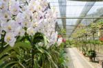 Orchid Farm Stock Photo