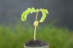 Young Tamarind Sprout Growth In Top Pot Stock Photo