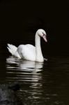 White Swan Stock Photo