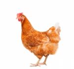 Full Body Of Brown Chicken Hen Standing Isolated White Background Use For Farm Animals And Livestock Theme Stock Photo