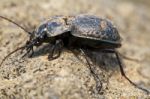 Calosoma Maderae Stock Photo