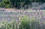 Spanish Lavender Flower In Bloom In The Rain Stock Photo