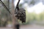 Macro Photo Of A Brown Pine Cone Stock Photo