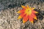 Autumn Maple Leaves On Wooden Background Stock Photo