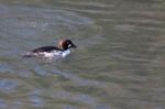 Barrow's Goldeneye (bucephala Islandica) Stock Photo