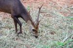 Portrait Of Deer Stock Photo