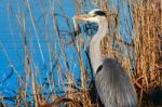 Grey Heron (ardea Cinerea) Watching And Waiting Stock Photo