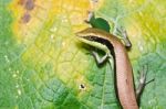 Skink In Leaf Stock Photo